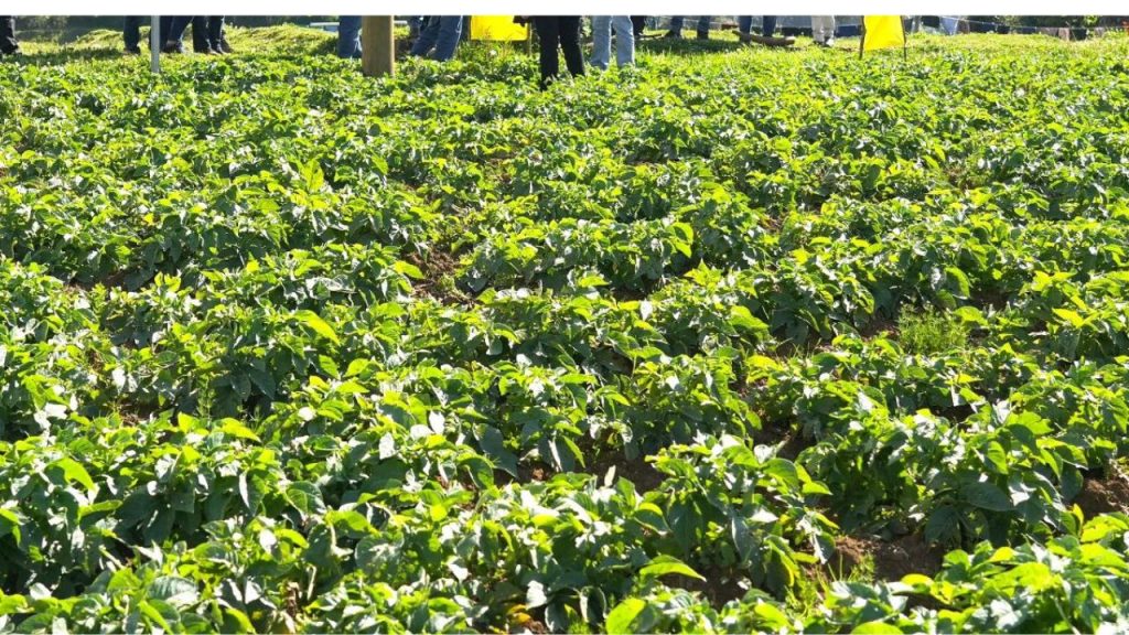 Imagen de cuerpo de nota