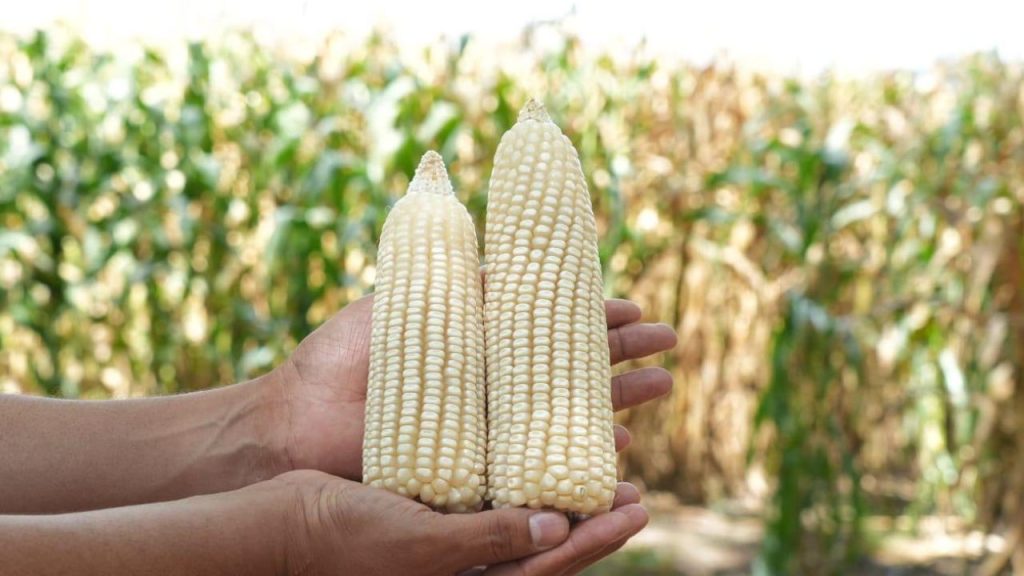 Imagen de cuerpo de nota