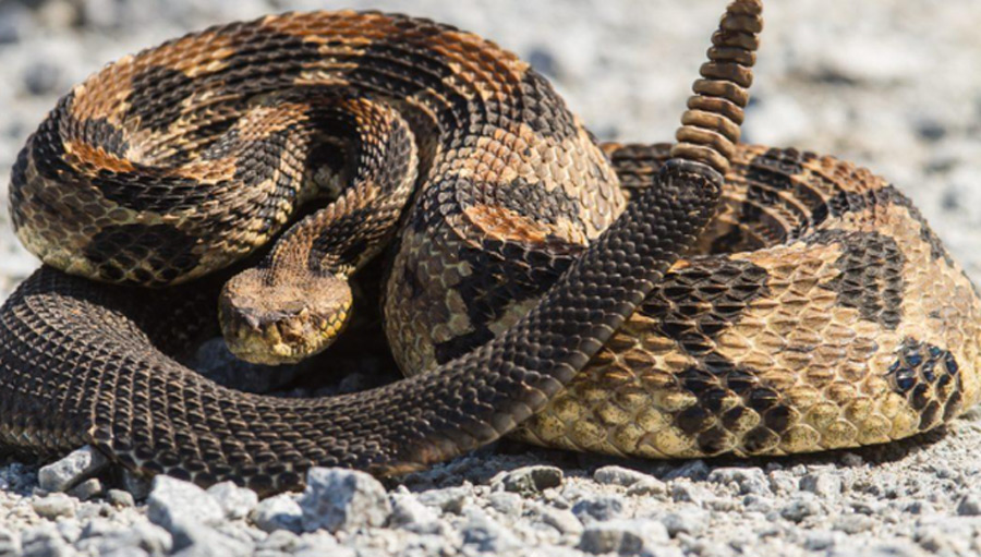 Serpiente cascabel.