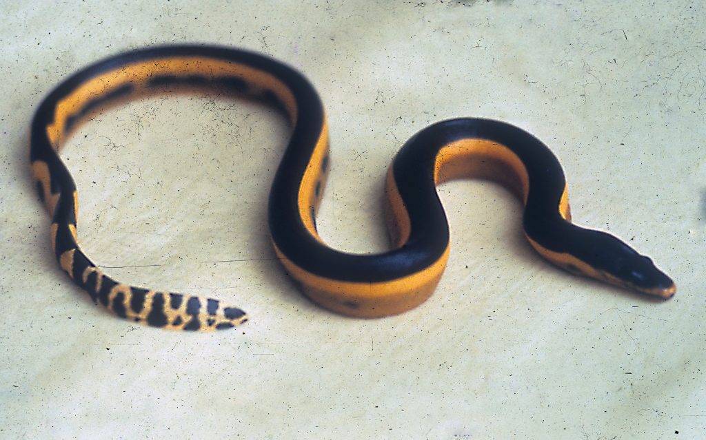 Culebra de mar pelágica (Hydrophis platurus)