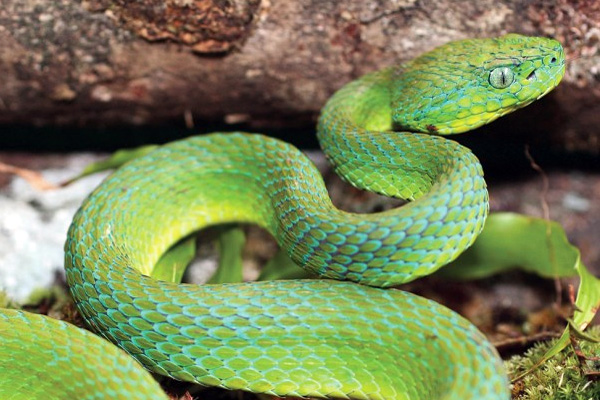 Tamagas verde (Bothriechis lateralis)