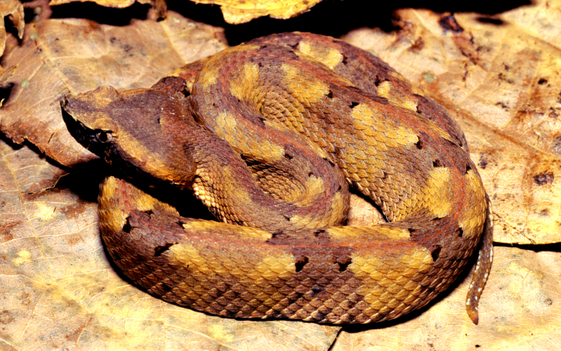 Timbo (Porthidium nasutum)