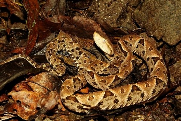 Serpiente barba amarilla.