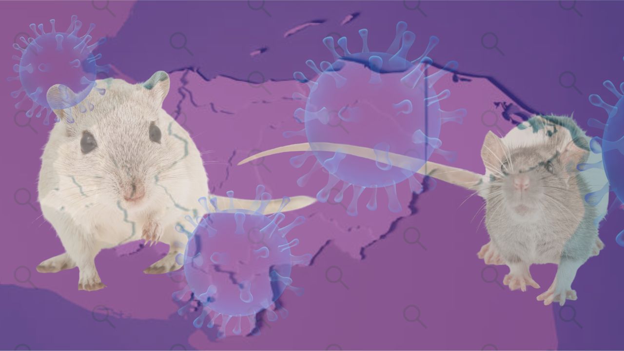 Imagen de Esto deben saber hondureños sobre el hantavirus: ¿Cómo evitar contagiarse?