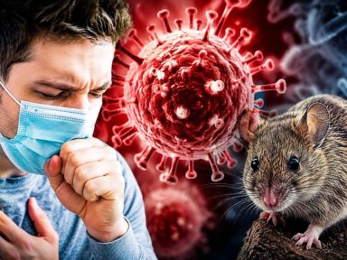 Imagen de ¿Brote de hantavirus se convertirá en una nueva pandemia? Esto dice la OMS