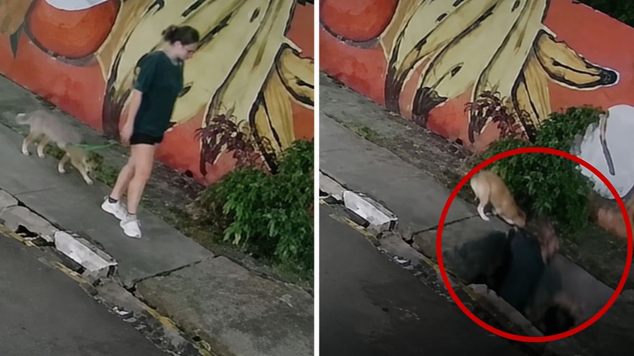Fuerte video: Joven cae en alcantarilla mientras paseaba a su perro Imagen principal de Fuerte video: Joven cae en alcantarilla mientras paseaba a su perro