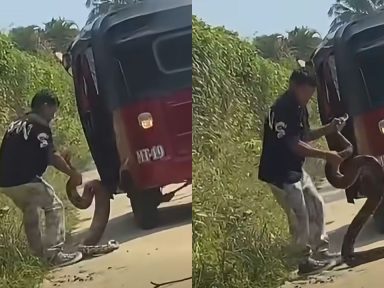Imagen de Mototaxista frena su recorrido para rescatar enorme serpiente y ponerla a salvo