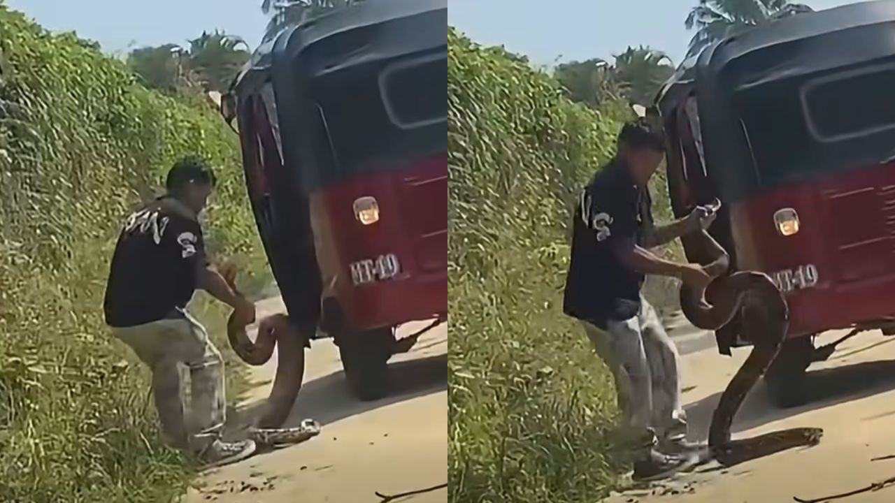 Mototaxista frena su recorrido para rescatar enorme serpiente y ponerla a salvo Imagen principal de Mototaxista frena su recorrido para rescatar enorme serpiente y ponerla a salvo