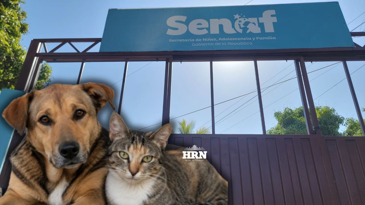 Imagen de 'Basta de maltrato': Denuncian presunta muerte de perros y gatos en la Senaf