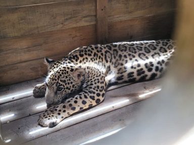 Imagen de Rescatan jaguar que tenían como mascota en Catacamas. ¿Cuál es el delito?