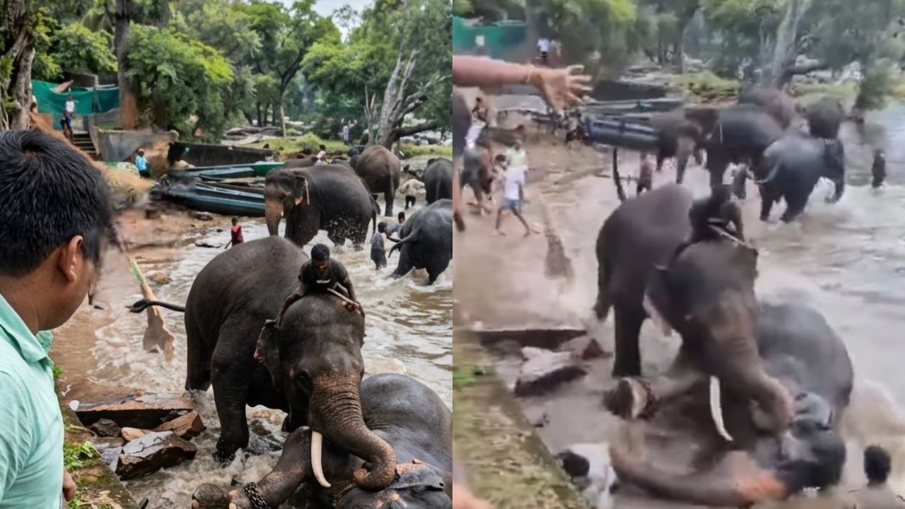 Video: turista muere aplastada tras quedar en medio de pelea de elefantes en India Imagen principal de Video: turista muere aplastada tras quedar en medio de pelea de elefantes en India