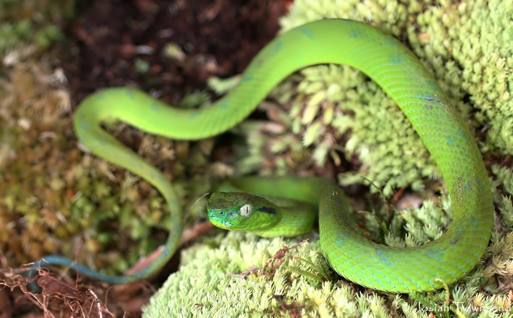 Serpiente tamagás o saltadora.