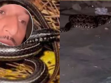 Imagen de VIDEO: 'Es muy venenosa'; hondureño encuentra una barba amarilla debajo de su cama