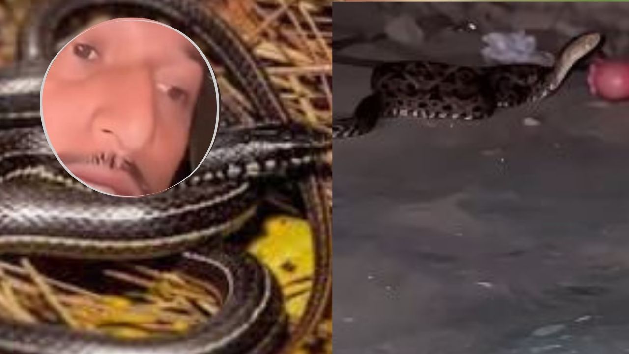 Imagen de VIDEO: 'Es muy venenosa'; hondureño encuentra una barba amarilla debajo de su cama