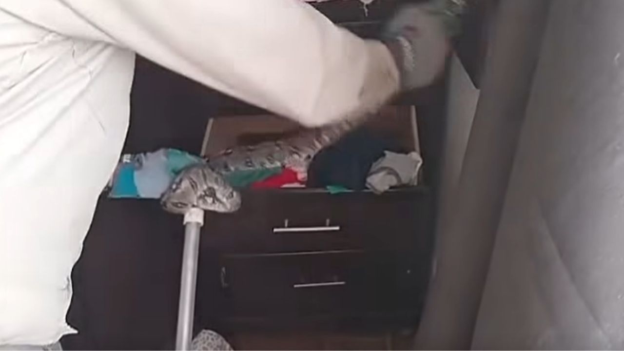 Abren una gaveta para buscar ropa y se encuentran cara a cara con una boa Imagen principal de Abren una gaveta para buscar ropa y se encuentran cara a cara con una boa