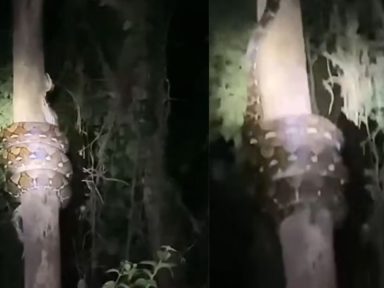 Imagen de Captan enorme boa enrollándose en árbol en reconocido destino turístico de Honduras