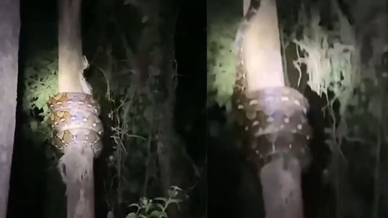 Captan enorme boa enrollándose en árbol en reconocido destino turístico de Honduras Imagen principal de Captan enorme boa enrollándose en árbol en reconocido destino turístico de Honduras