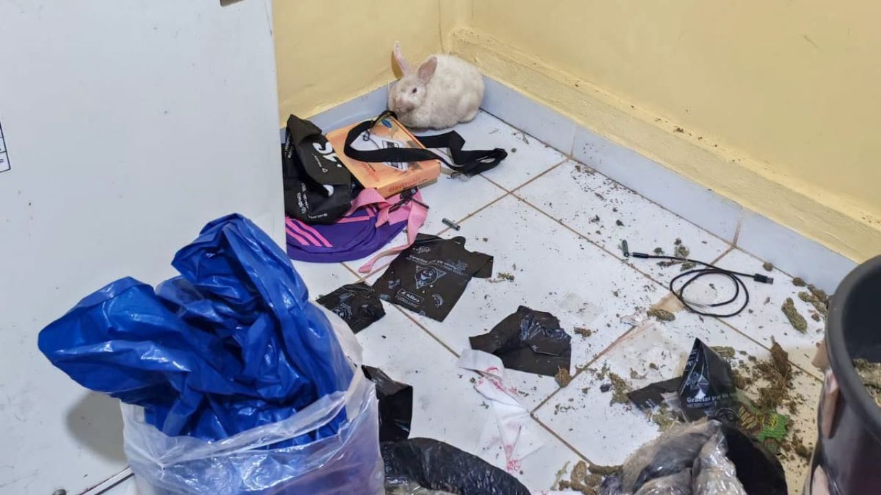 Insólito: encuentran una coneja bajo efectos de drogas en allanamientos Imagen principal de Insólito: encuentran una coneja bajo efectos de drogas en allanamientos
