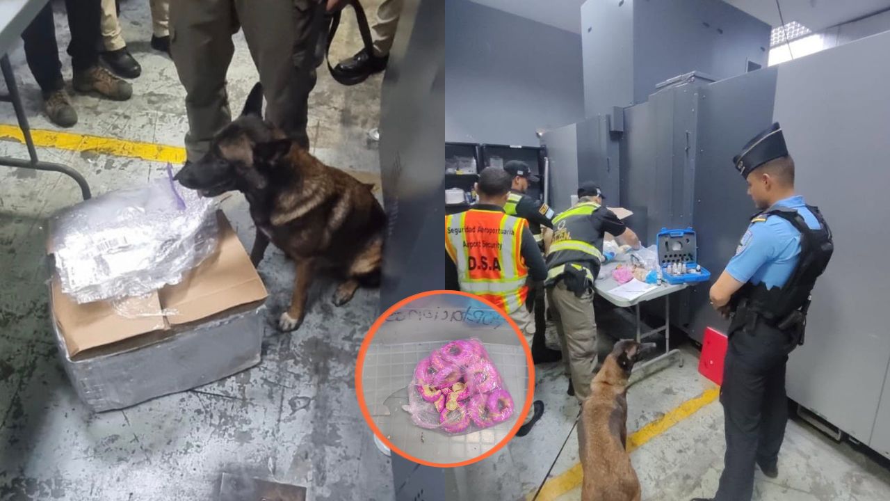 Entre lácteos y rosquillas: así descubrió canino supuesta cocaína en encomiendas Imagen principal de Entre lácteos y rosquillas: así descubrió canino supuesta cocaína en encomiendas