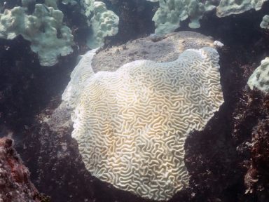Imagen de El Niño podría provocar nuevo blanqueamiento masivo de corales en el mundo