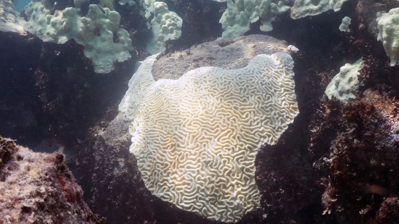 Imagen principal de El Niño podría provocar nuevo blanqueamiento masivo de corales en el mundo
