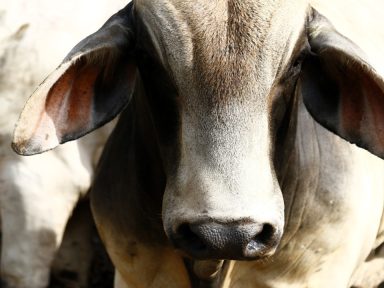 Imagen de Reaparece el gusano barrenador en EE.UU.; niegan que sea por reducción de ayuda a C.A.