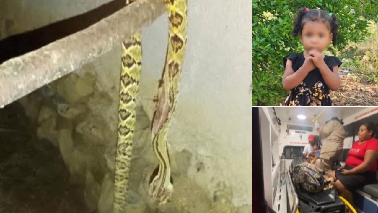 Imagen de 'El veneno llega a sus riñones': estado de niña mordida por cascabel en Comayagua