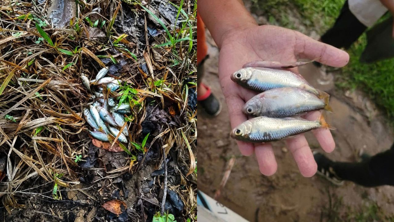 Imagen de ¿Milagro o misterio? La lluvia de peces vuelve a cautivar a Yoro en 2026