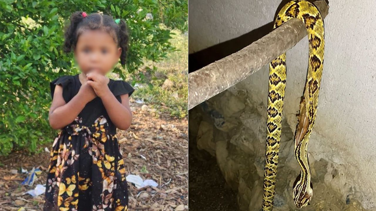 Imagen de Esto pasó con niña hondureña de dos años tras ser mordida por serpiente cascabel