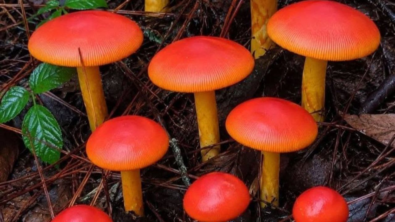 Hongos venenosos cobran la vida de una niña de 11 años, confirma Salud Imagen principal de Hongos venenosos cobran la vida de una niña de 11 años, confirma Salud
