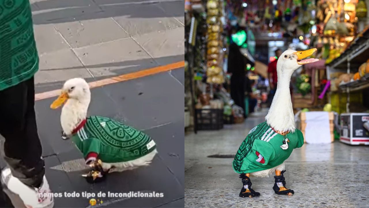 El fenómeno “Merlín”: el patito que se volvió estrella en el Mundial de México Imagen principal de El fenómeno “Merlín”: el patito que se volvió estrella en el Mundial de México