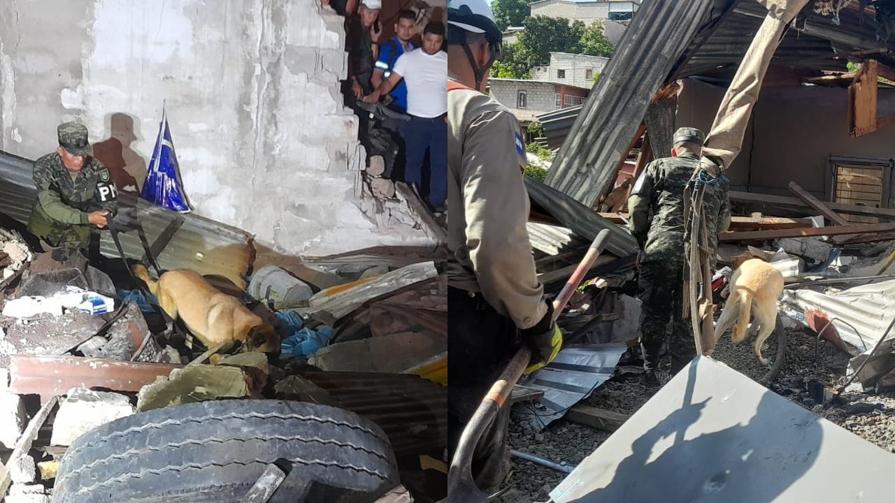 Imagen de Héroes de cuatro patas: Batallón Canino localiza víctimas de accidente en Villa Nueva