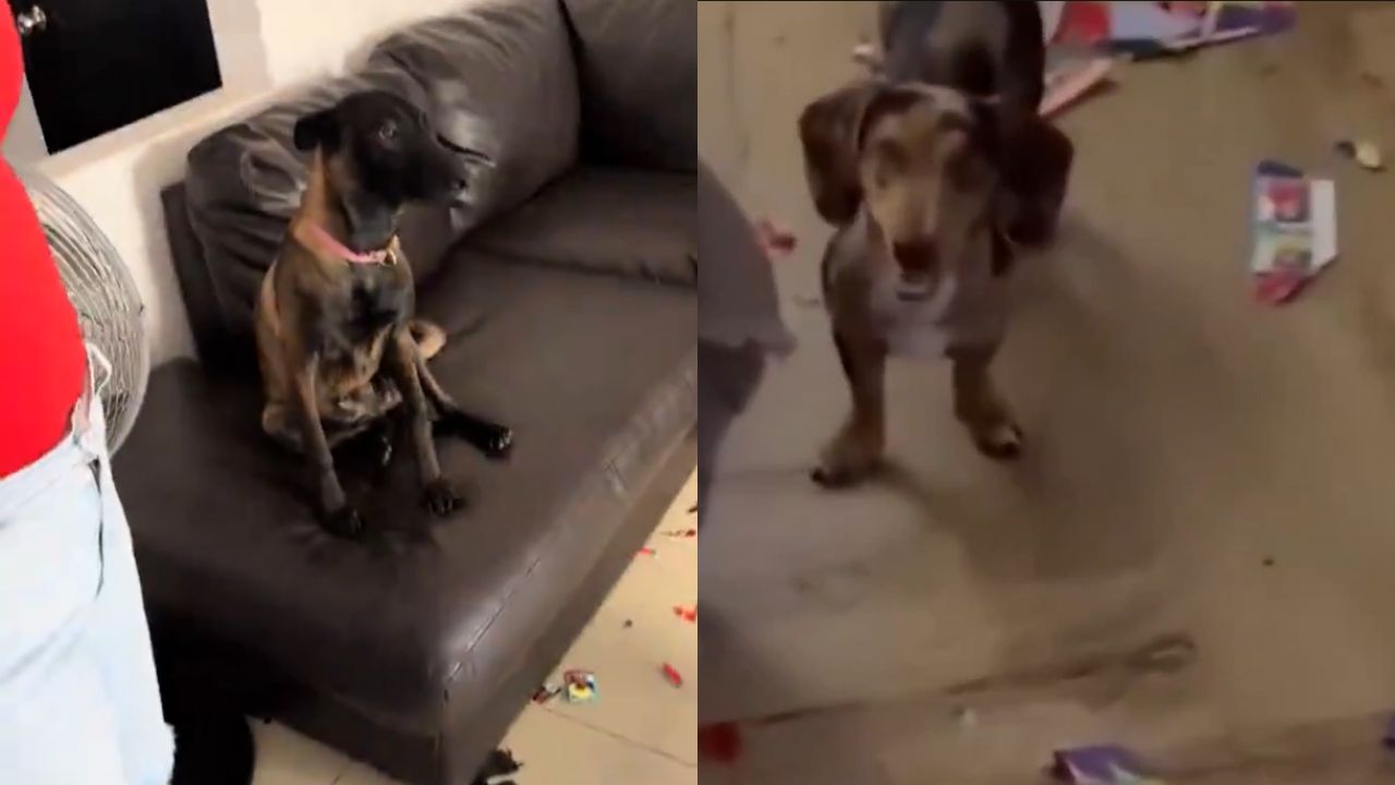Video: Perritos hacen de las suyas y destrozan el álbum del Mundial de sus dueños Imagen principal de Video: Perritos hacen de las suyas y destrozan el álbum del Mundial de sus dueños