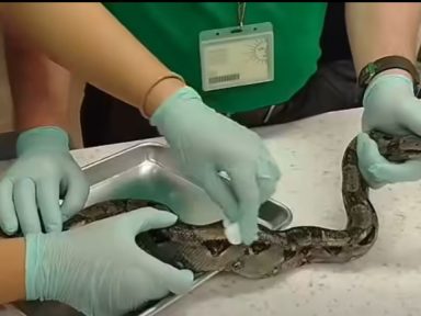 Imagen de Estudiantes de la UNAH-VS lanzan llamado de ayuda para salvar a la serpiente César