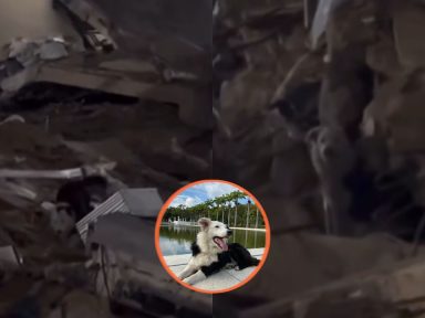 Imagen de Tsunami, el can que cambió el dolor por el rescate tras terremotos en Venezuela