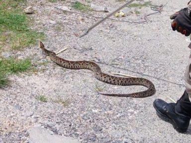 Imagen de En menos de un mes se disparan los casos de mordeduras de serpiente en el HE
