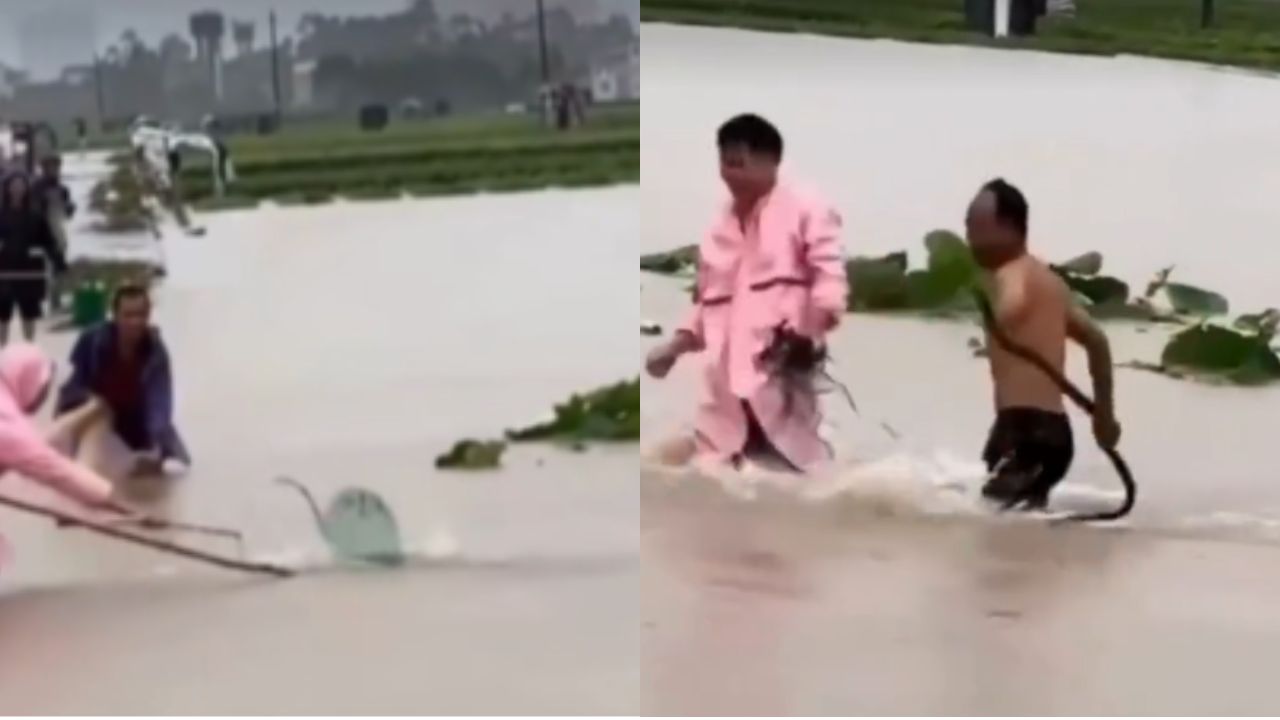 Cacería contra el tiempo: buscan cientos de serpientes que escaparon tras las inundaciones Imagen principal de Cacería contra el tiempo: buscan cientos de serpientes que escaparon tras las inundaciones