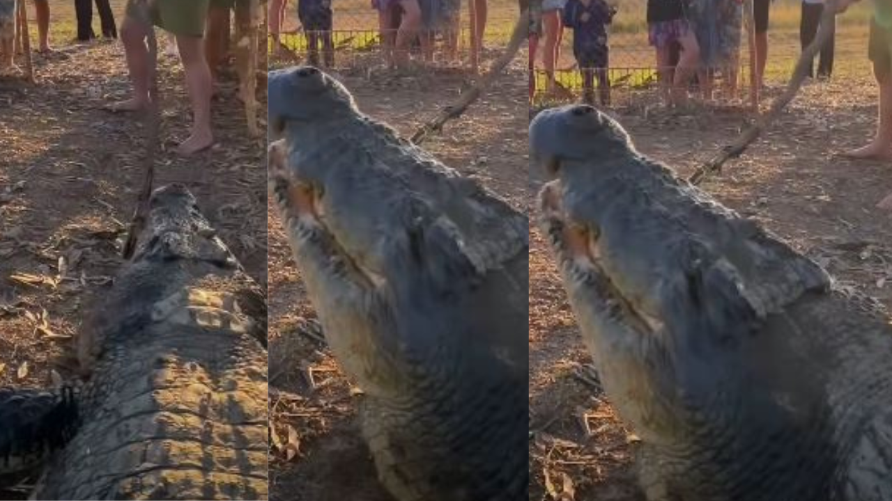 Impactante video: abrieron enorme cocodrilo que mató a menor; extrajeron sus restos Imagen principal de Impactante video: abrieron enorme cocodrilo que mató a menor; extrajeron sus restos