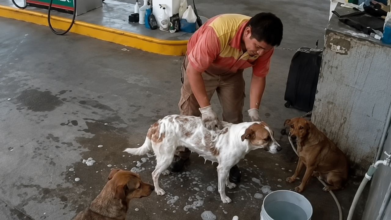 Empleado de gasolinera fue despedido por bañar perros de la calle en horas libres Imagen principal de Empleado de gasolinera fue despedido por bañar perros de la calle en horas libres
