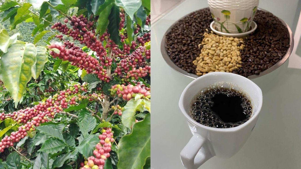 Europa y EE. UU. lideran la demanda del café hondureño en el mercado internacional Imagen principal de Europa y EE. UU. lideran la demanda del café hondureño en el mercado internacional