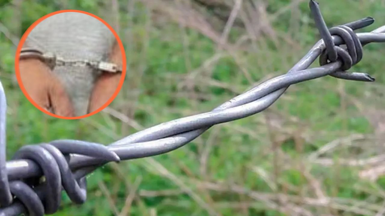 Mujer vivía un calvario en Olancho: su esposo la maltrataba con alambre de púas Imagen principal de Mujer vivía un calvario en Olancho: su esposo la maltrataba con alambre de púas