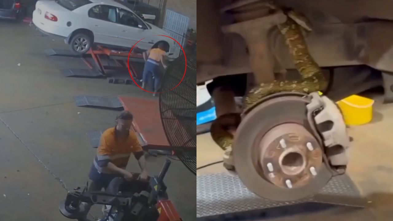 ¡Tremendo susto! Mecánico 'salta' del terror al hallar enorme serpiente en un carro Imagen principal de ¡Tremendo susto! Mecánico 'salta' del terror al hallar enorme serpiente en un carro
