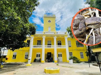 Imagen de Menor termina hospitalizado tras mordedura de serpiente tamagás en Choluteca
