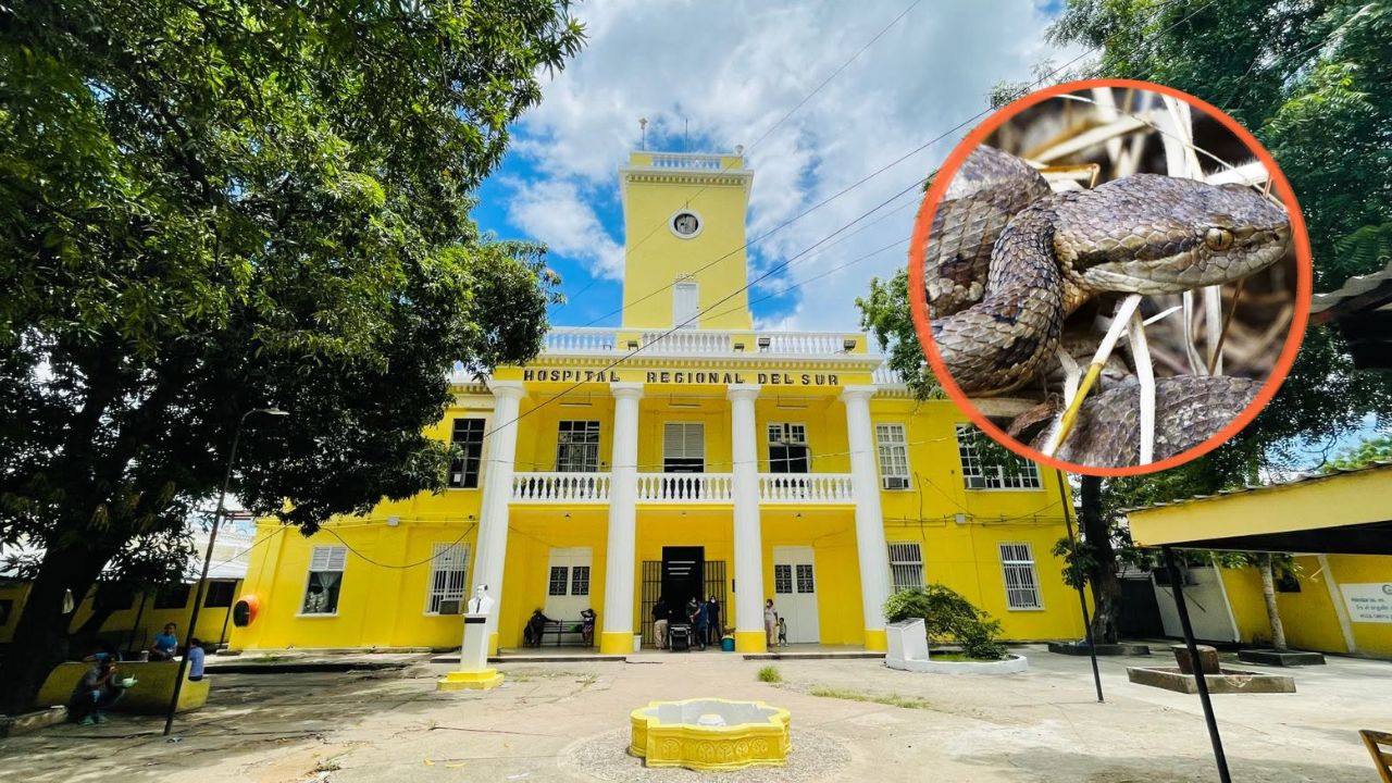 Menor termina hospitalizado tras mordedura de serpiente tamagás en Choluteca Imagen principal de Menor termina hospitalizado tras mordedura de serpiente tamagás en Choluteca