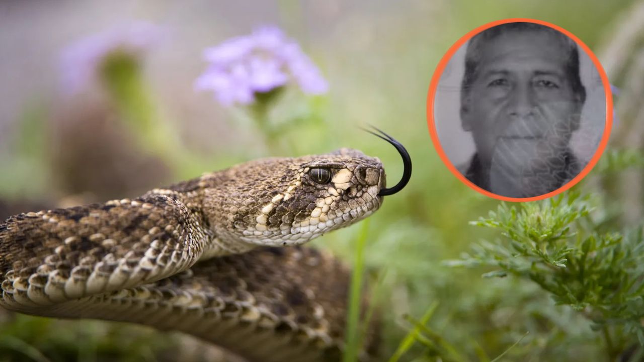 Hombre fallece luego de sufrir una mordedura de serpiente en Patuca Imagen principal de Hombre fallece luego de sufrir una mordedura de serpiente en Patuca