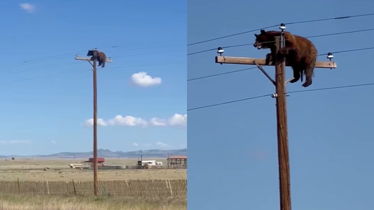 Oso muere electrocutado en un poste tras acoso de parte de peatones Imagen principal de Oso muere electrocutado en un poste tras acoso de parte de peatones