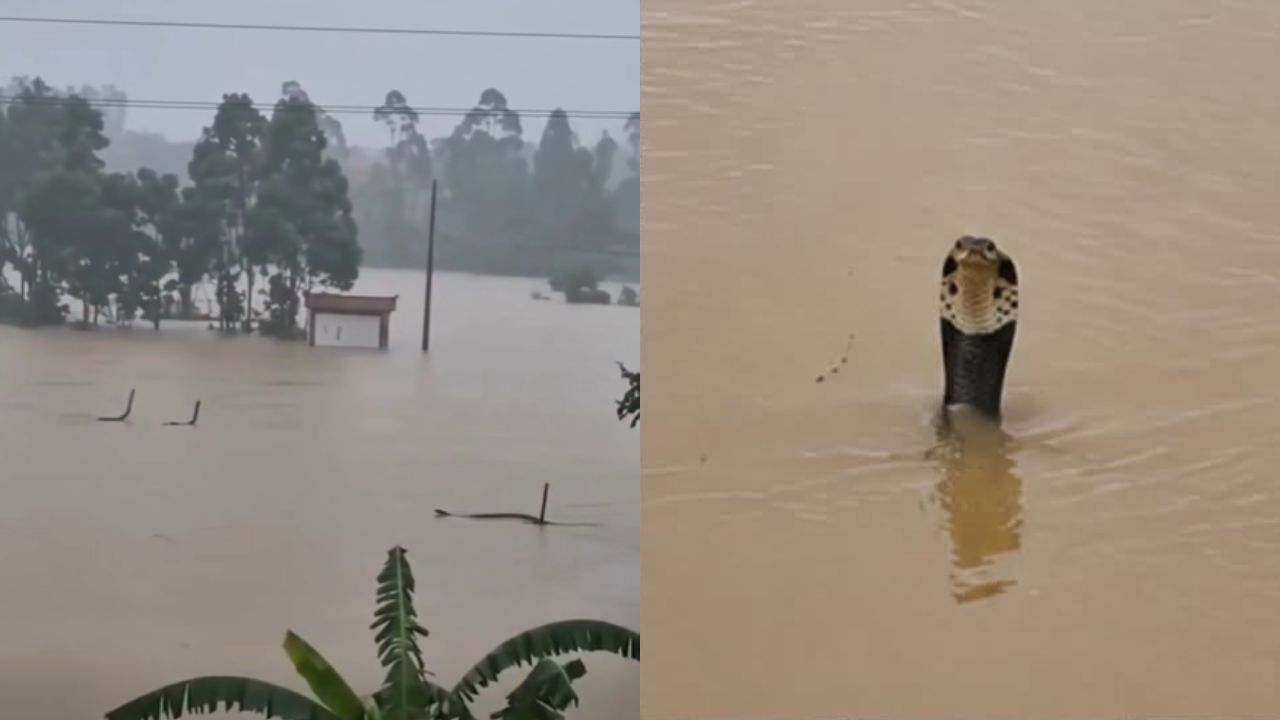 Inundaciones desatan alerta tras escape de 900 serpientes, algunas venenosas Imagen principal de Inundaciones desatan alerta tras escape de 900 serpientes, algunas venenosas