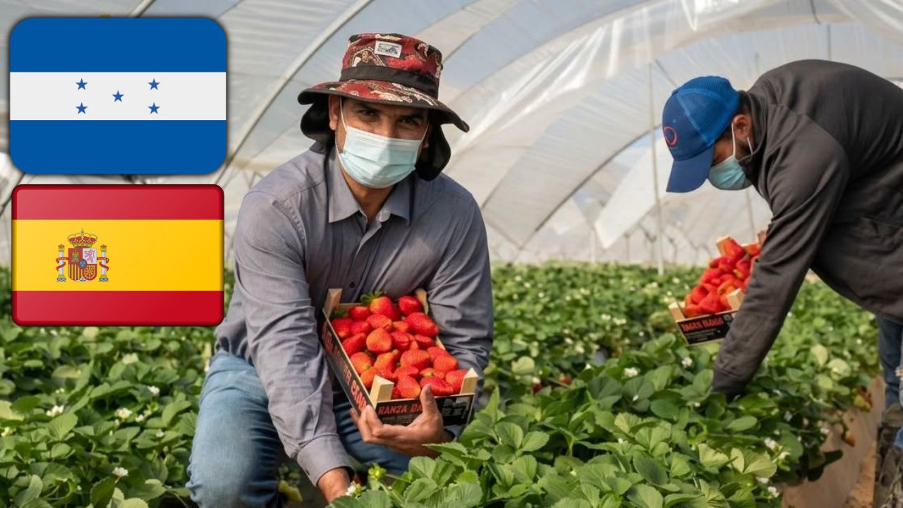Este es el requisito para que hondureños trabajen en la recolección de frutos en España Imagen principal de Este es el requisito para que hondureños trabajen en la recolección de frutos en España