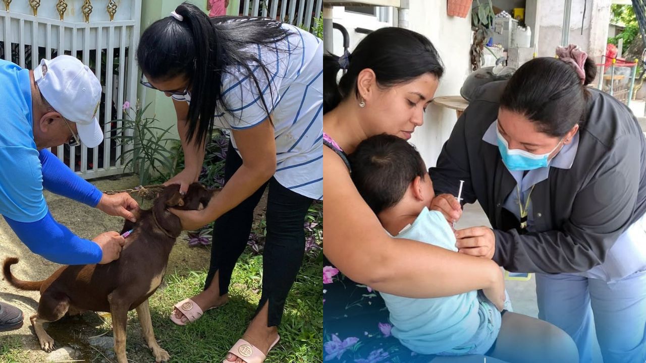 Autoridades de salud afirman que se vacunan más mascotas que personas en Honduras Imagen principal de Autoridades de salud afirman que se vacunan más mascotas que personas en Honduras