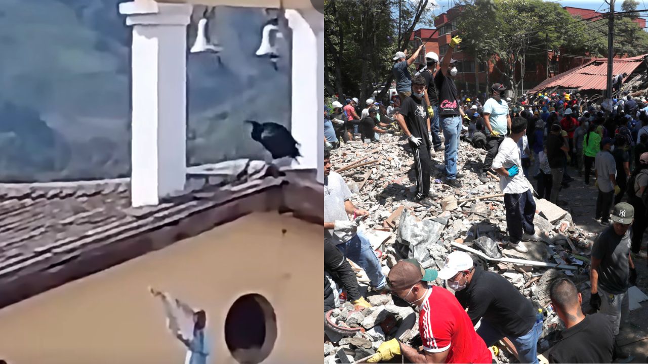 Imagen de Zopilote toca campana antes del terremoto en Colombia y desata teorías